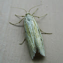 Moth