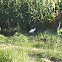 Little heron - Garzetta