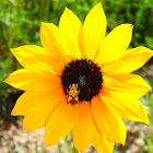 Jagged Ambush Bug