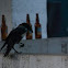 Pied Crow 