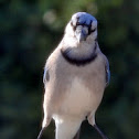 Blue Jay