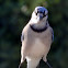 Blue Jay