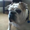 English bulldog