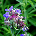 Spiderwort