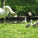 Swan