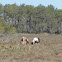 Chincoteague ponies