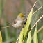 Verdin