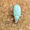 Blue-green Citrus Root Weevil
