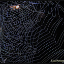 Arabesque Orbweaver