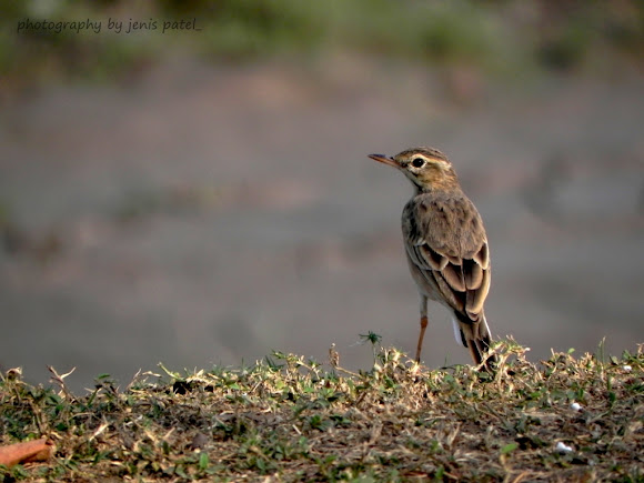 Spotting Image 1