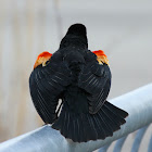 Red Winged Black bird