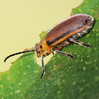Figleaf Beetle