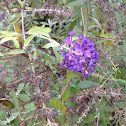 A PURPLICIOUS FLOWER!!!!!!
