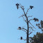 Turkey vultures.