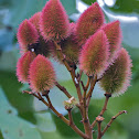 Achiote