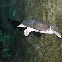 Florida Softshell Turtle