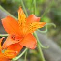 Lirio de los Incas