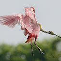 roseate spoonbill