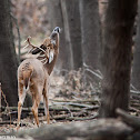 White-tailed Deer