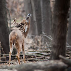White-tailed Deer