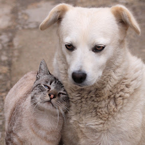 True Love.jpg
