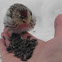 Common Redpoll