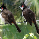 Red-whiskered bulbul