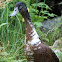 Indian Runner Duck