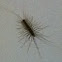House Centipede