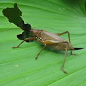 Large Cricket