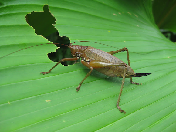 Spotting Image 1
