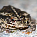 Southern Toad