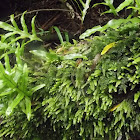 Kangaroo Paw Fern