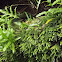 Kangaroo Paw Fern