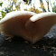 Pleurotis ostreatis (Oyster mushroom)