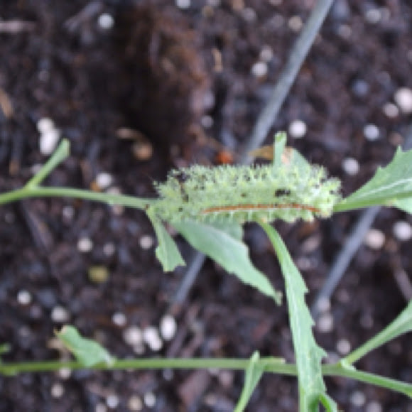 Spotting Image 1