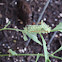 IO Moth Caterpillar