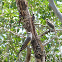 Western Kingbird
