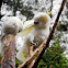 Yellow-crested Cockatoo