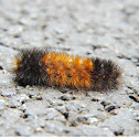 Woolly Bear