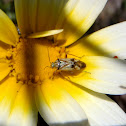 Bug. Chinche
