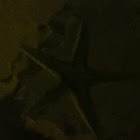 Starfish