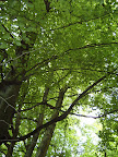 walk_29_am_tree_covered_path_2.jpg.JPG 