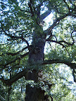 old_tree_trunk_1.JPG 