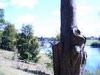 tree_stump.JPG 