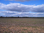 harvested_field_2.JPG 