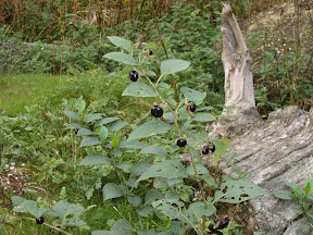 S4300432.JPG 