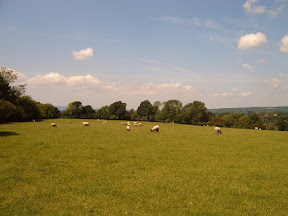 S4302063.JPG Field