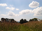 S4302066.JPG Path through field with wild flowers 2