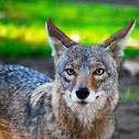 Coyote